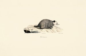  door Jacques Christophe Werner