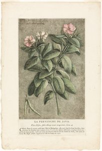 De maagdenpalm van Java, uit de verzameling van gebruikelijke, vreemde en vreemde planten