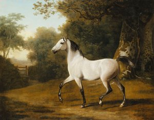 Een grijze Arabische hengst in een bosrijk landschap
