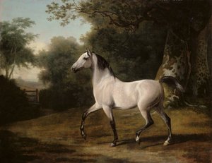 Een grijze Arabische hengst in een boslandschap