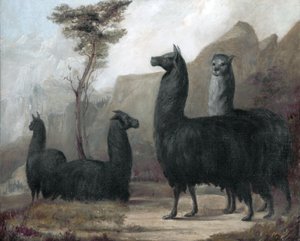 Alpaca