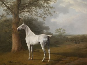 Grijs paard in de wei