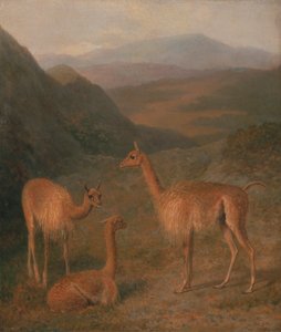 Vicuñas