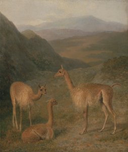 Vicuñas