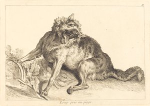 Wolf gevangen in een val