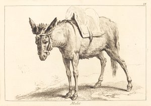 Mulet (Muil of gezadelde ezel) door Jacques Philippe Le Bas and Jean Eric Rehn after Jean Baptiste Oudry
