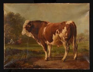 Jonge stier
