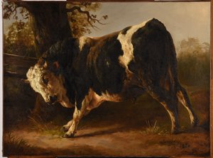 Toornige stier