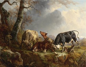 Twee stieren verdedigen een koe die is aangevallen door wolven