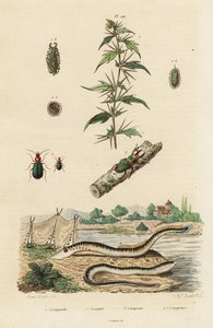 Zeelamprei en kevers door Jacques Reyne Isidore Acarie Baron