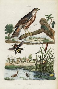 Sperwer, eendagsvlieg en bij, 1834-1839 (gravure)