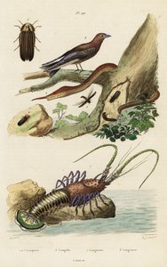 Langoest, houtzwaluw, vuurvlieg en bladneusslang door Jacques Reyne Isidore Acarie Baron