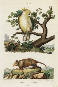 Geelkuifkaketoe en gordeldier