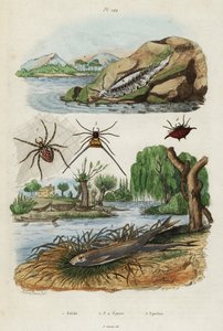 Zeenaaktslak, tuinsprinkhaan en Europese spiering (gravure) door Jacques Reyne Isidore Acarie Baron