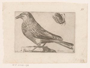 Spreeuw (Sturnus vulgaris)
