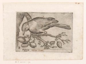 Vogel door Jacques de Fornazeris