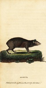 Agouti, Dasyprocta soorten, 1800 (gravure)