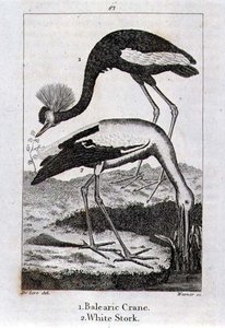 Balearische Kraanvogel en Witte Ooievaar, uit 