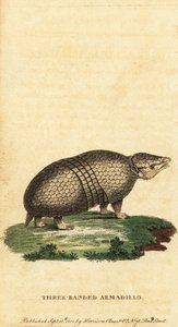 Braziliaanse driebandgordeldier, Tolypeutes tricinctus, 1800 (gravure) door Jacques de Seve