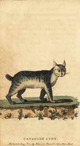Canadese lynx, Lynx canadensis door Jacques de Seve