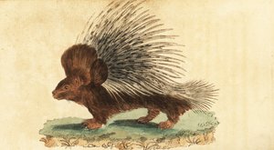 Kuifstekelvarken, Hystrix cristata door Jacques de Seve