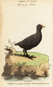 Meerkoet, Fulica atra