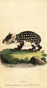 Laagland paca of gevlekte paca, Cuniculus paca door Jacques de Seve