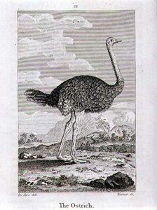 De Struisvogel, uit 