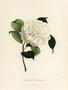 Camellia japonica variëteit, Camellia delicatissima door Jakob (after) Jung