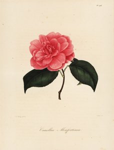 Camellia japonica variëteit, Camellia monfortiana door Jakob (after) Jung