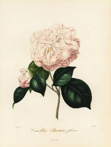 Camellia japonica variëteit, Camellia punctata plena door Jakob (after) Jung