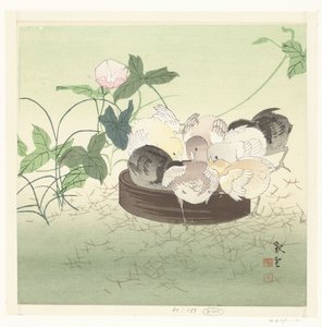 Kuikens