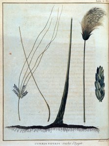 Cyperus papyrus, stam van Egypte - in 