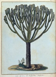 Kol-quall (Kol quall), euphorbia (cactus) - in "Reis naar Nubië en Abessinië ondernomen om de bronnen van de Nijl te ontdekken tijdens de jaren 1768 tot 1772", door James Bruce, deel 1, Parijs door James Bruce