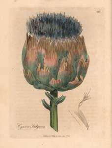 Blauwe en paarse bloeiende artisjok, Cynara scolymus, uit een botanische illustratie van James Sowerby uit William Woodville en Sir William Jackson Hooker
