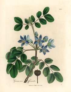 Blauw bloeiende Guaiacum officinale, uit een botanische illustratie door James Sowerby uit William Woodville en Sir William Jackson Hooker