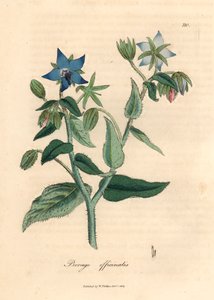 Blauw bloeiende bernagie, Borago officinalis, uit een botanische illustratie door James Sowerby uit William Woodville en Sir William Jackson Hooker