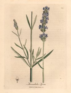 Blauwbloemige lavendel, Lavandula spica, uit een botanische illustratie van James Sowerby uit William Woodville en Sir William Jackson Hooker