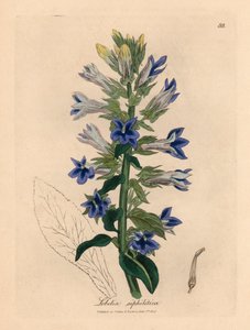 Blauw bloeiende lobelia of kardinaalsbloem, Lobelia siphilitica, uit een botanische illustratie door James Sowerby uit William Woodville en Sir William Jackson Hooker
