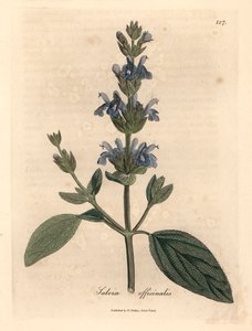 Blauw bloeiende salie, Salvia officinalis, uit een botanische illustratie door James Sowerby uit William Woodville en Sir William Jackson Hooker