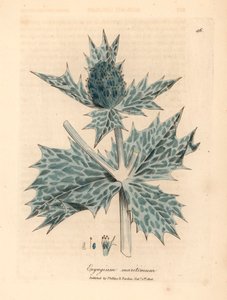 Blauwe bloeiende zeehulst of eryngo, Eryngium maritinum, uit een botanische illustratie door James Sowerby uit William Woodville en Sir William Jackson Hooker