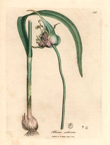 Gewone gekweekte knoflook, Allium sativum, uit een botanische illustratie door James Sowerby uit William Woodville en Sir William Jackson Hooker