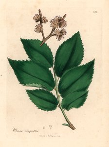 Gewone iep, Ulmus campestris, uit een botanische illustratie door James Sowerby uit William Woodville en Sir William Jackson Hooker