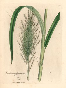 Gewone suikerriet, Saccharum officinarum, uit een botanische illustratie door James Sowerby uit William Woodville en Sir William Jackson Hooker