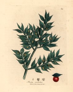 Groenbloemige slagersbezem, Ruscus aculeatus, uit een botanische illustratie van James Sowerby uit William Woodville en Sir William Jackson Hooker