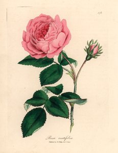 Grote roze honderdbladige roos, Rosa centifolia, uit een botanische illustratie door James Sowerby uit William Woodville en Sir William Jackson Hooker