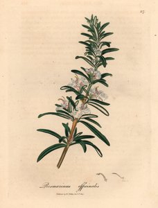 Lichtblauw bloeiende rozemarijn, Rosmarinus officinalis, uit een botanische illustratie door James Sowerby uit William Woodville en Sir William Jackson Hooker