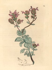 Lila bloeiende dictamnus van Kreta, Origanum dictamnus, uit een botanische illustratie door James Sowerby uit William Woodville en Sir William Jackson Hooker