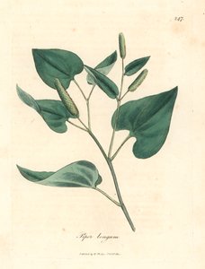 Lange peper, Piper longum, uit een botanische illustratie van James Sowerby uit William Woodville en Sir William Jackson Hooker