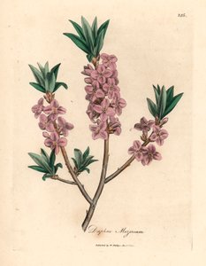 Roze bloeiende mezereon, Daphne mezereum, uit een botanische illustratie door James Sowerby uit William Woodville en Sir William Jackson Hooker